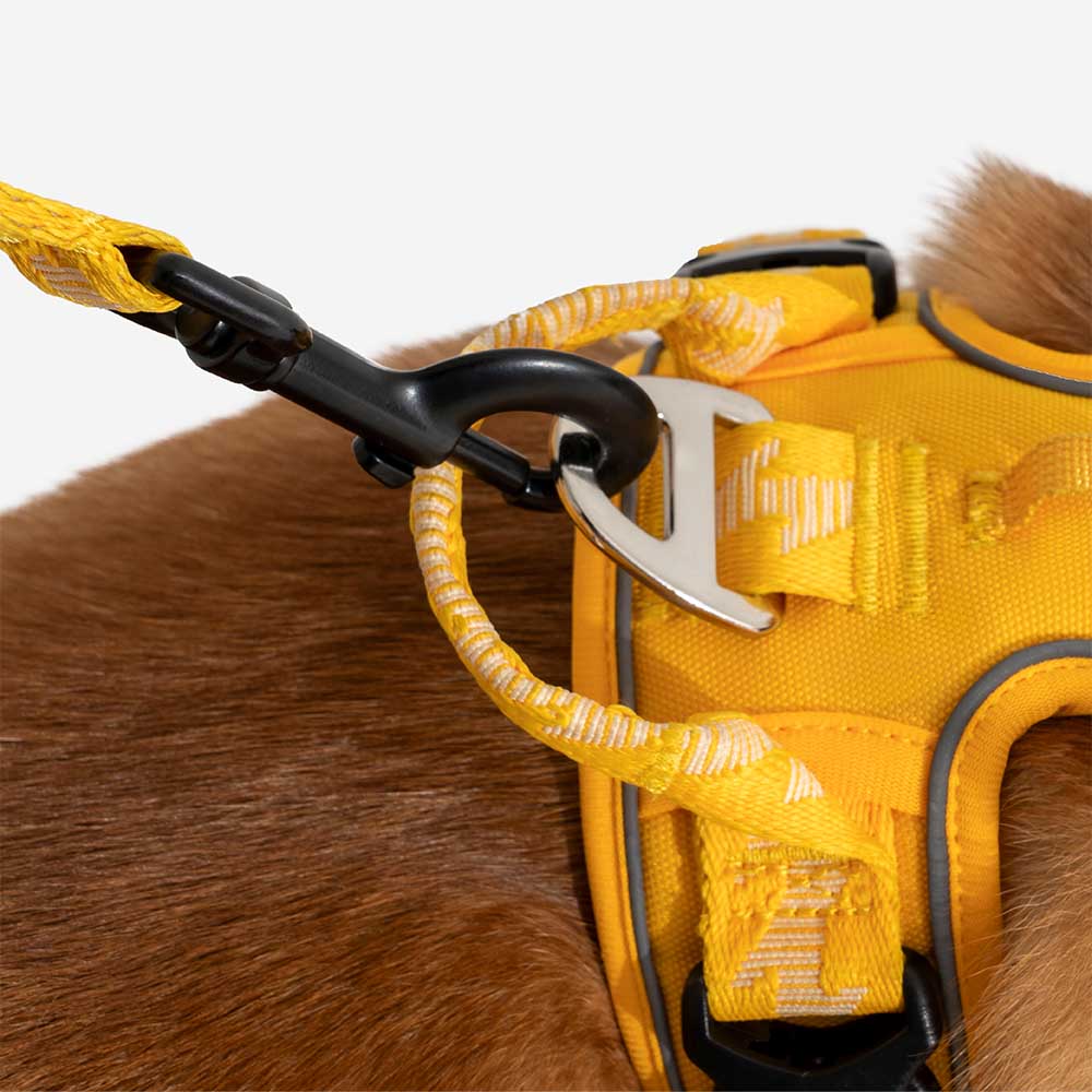 Laisse Réfléchissante Double Face pour Chien | Poignée Souple, Nylon Réglable, Grand Chien, Sécurité Nocturne