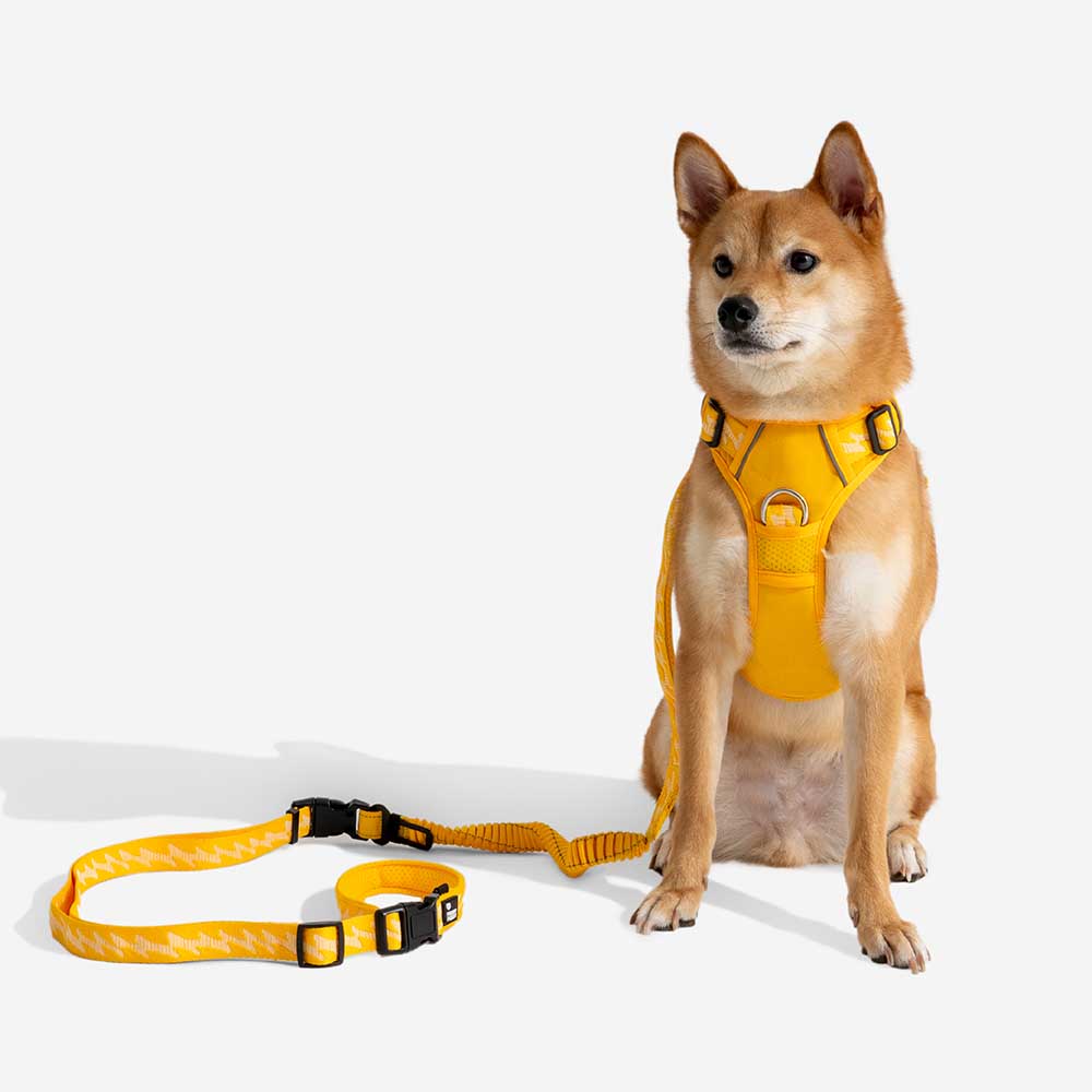 Laisse Réfléchissante Double Face pour Chien | Poignée Souple, Nylon Réglable, Grand Chien, Sécurité Nocturne