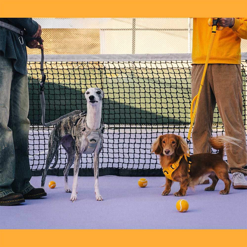 Laisse Réfléchissante Double Face pour Chien | Poignée Souple, Nylon Réglable, Grand Chien, Sécurité Nocturne