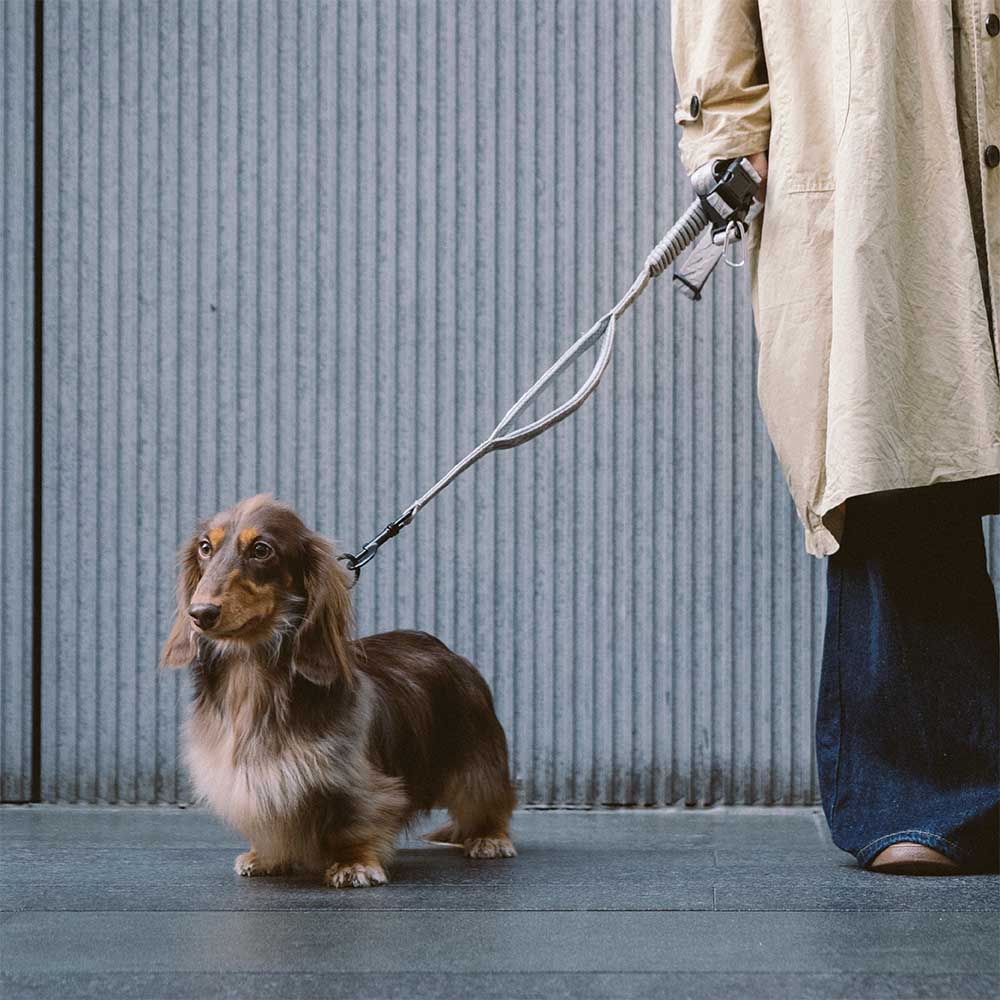 Laisse Réfléchissante Double Face pour Chien | Poignée Souple, Nylon Réglable, Grand Chien, Sécurité Nocturne