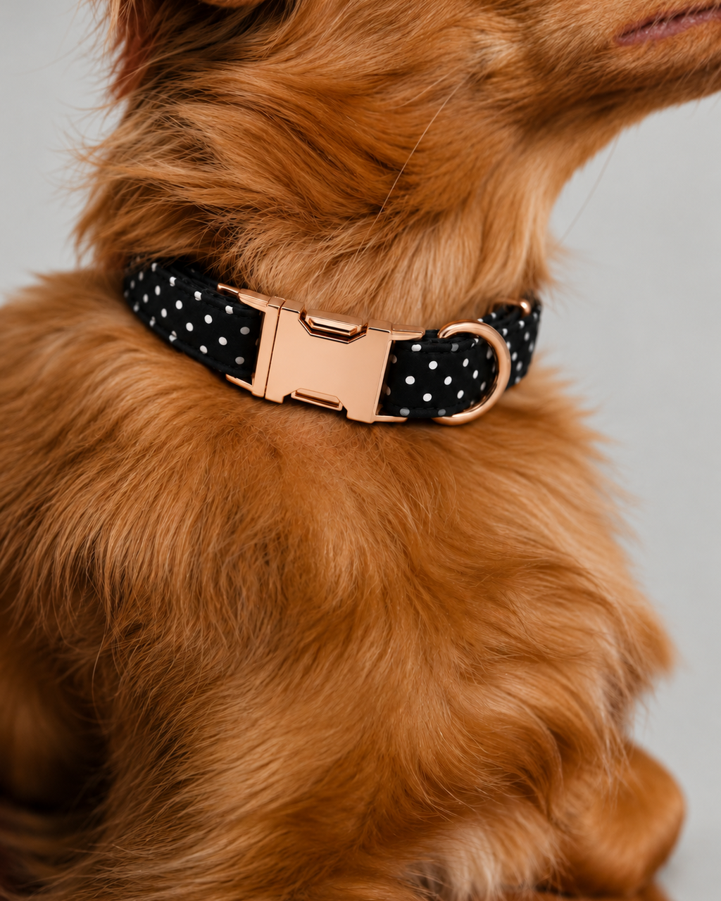 Collier pour Chien Dots Pois Noirs | Réglable XS à XL, Assorti Laisse & Harnais
