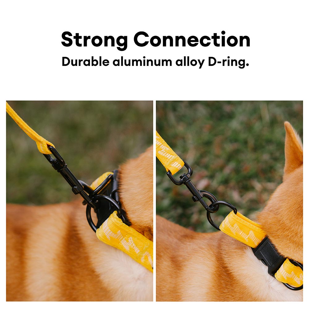 Collier Nylon Réglable pour Chien | Réfléchissant 3M, Anneau D Alu, Respirant & Résistant, Toutes Tailles