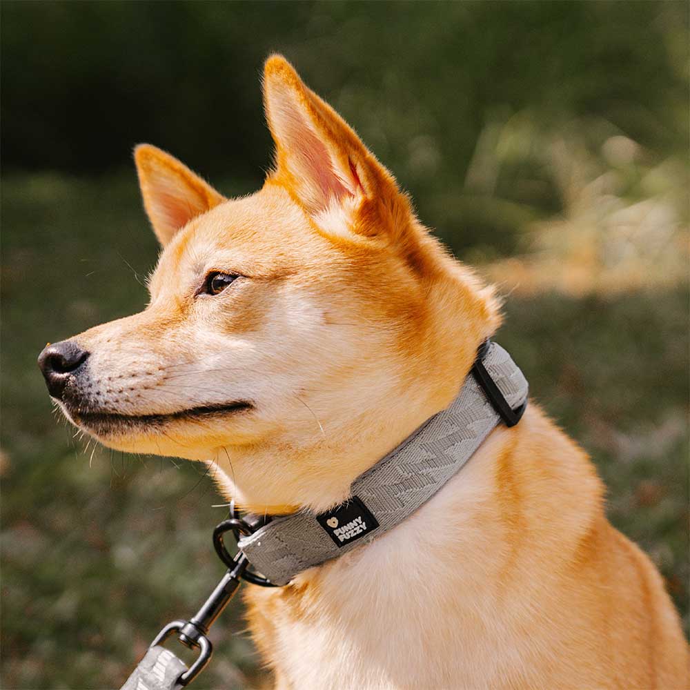 Collier Nylon Réglable pour Chien | Réfléchissant 3M, Anneau D Alu, Respirant & Résistant, Toutes Tailles