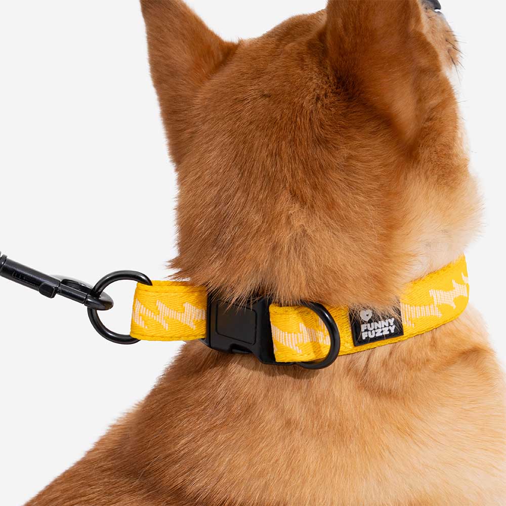 Collier Nylon Réglable pour Chien | Réfléchissant 3M, Anneau D Alu, Respirant & Résistant, Toutes Tailles