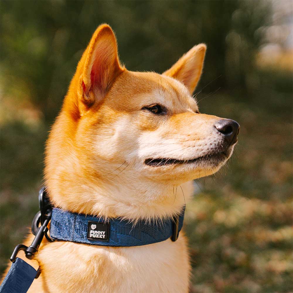 Collier Nylon Réglable pour Chien | Réfléchissant 3M, Anneau D Alu, Respirant & Résistant, Toutes Tailles