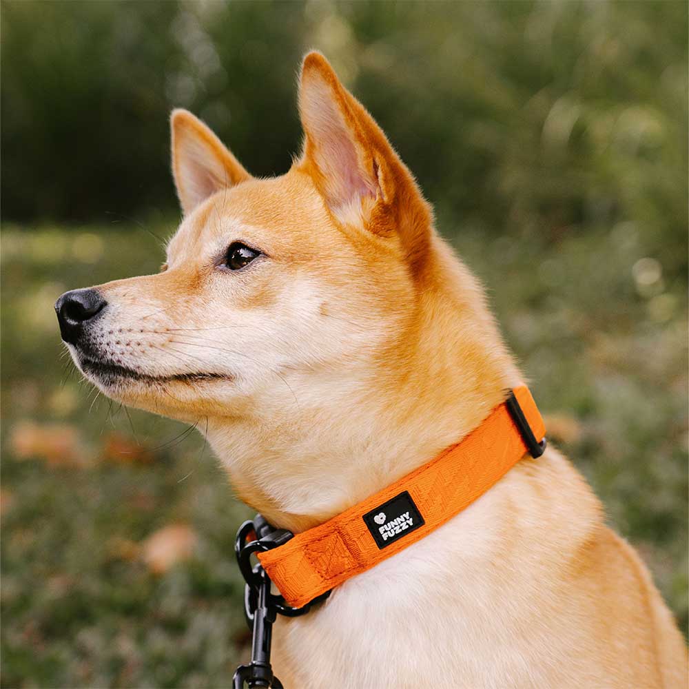 Collier Nylon Réglable pour Chien | Réfléchissant 3M, Anneau D Alu, Respirant & Résistant, Toutes Tailles