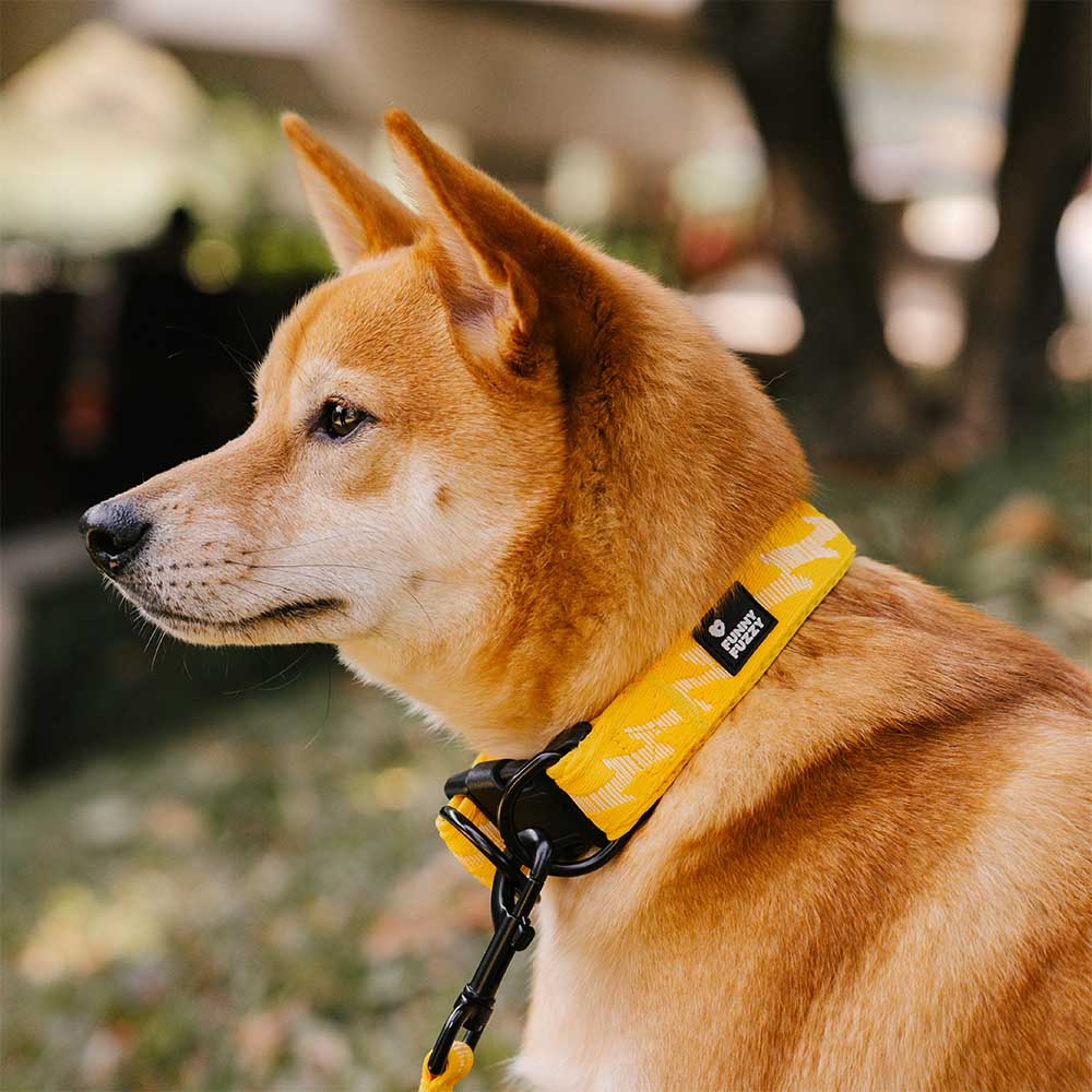 Collier Nylon Réglable pour Chien | Réfléchissant 3M, Anneau D Alu, Respirant & Résistant, Toutes Tailles