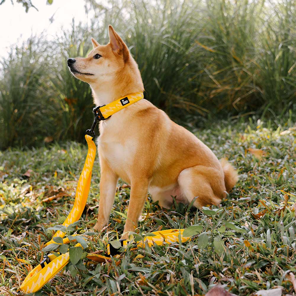 Collier Nylon Réglable pour Chien | Réfléchissant 3M, Anneau D Alu, Respirant & Résistant, Toutes Tailles