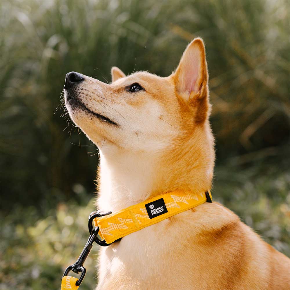 Collier Nylon Réglable pour Chien | Réfléchissant 3M, Anneau D Alu, Respirant & Résistant, Toutes Tailles
