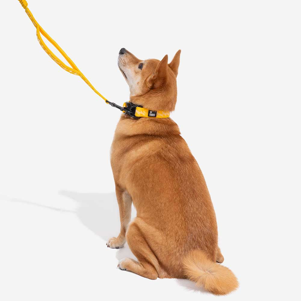 Collier Nylon Réglable pour Chien | Réfléchissant 3M, Anneau D Alu, Respirant & Résistant, Toutes Tailles