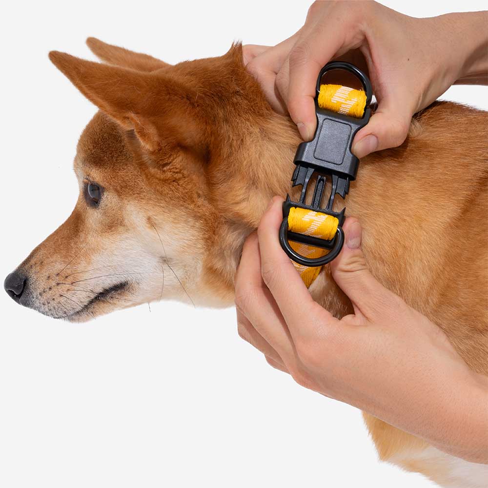 Collier Nylon Réglable pour Chien | Réfléchissant 3M, Anneau D Alu, Respirant & Résistant, Toutes Tailles