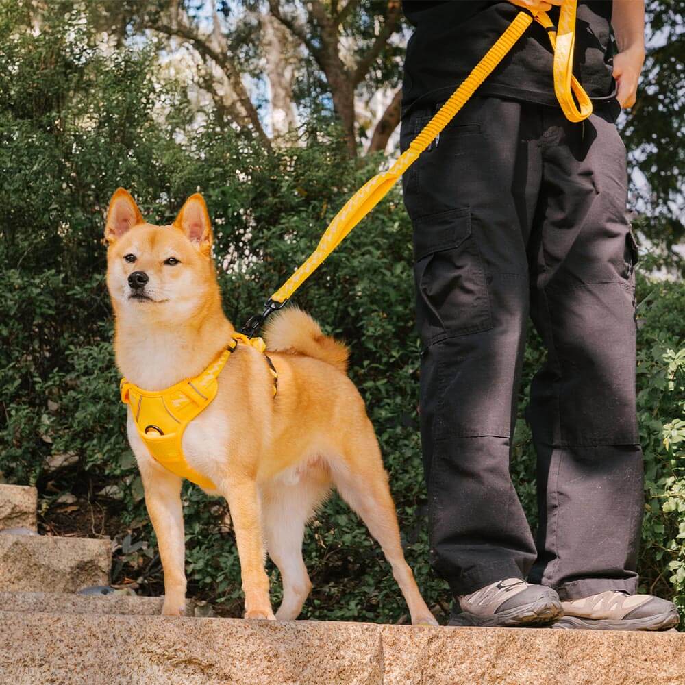 Harnais Léger Réfléchissant 3M pour Chien | Réglable 4 Points, Poignée, Respirant, du Chiot au Grand Chien