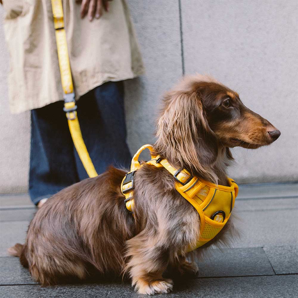 Harnais Léger Réfléchissant 3M pour Chien | Réglable 4 Points, Poignée, Respirant, du Chiot au Grand Chien