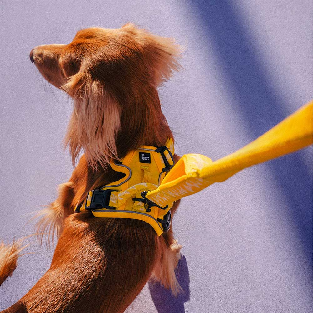 Harnais Léger Réfléchissant 3M pour Chien | Réglable 4 Points, Poignée, Respirant, du Chiot au Grand Chien