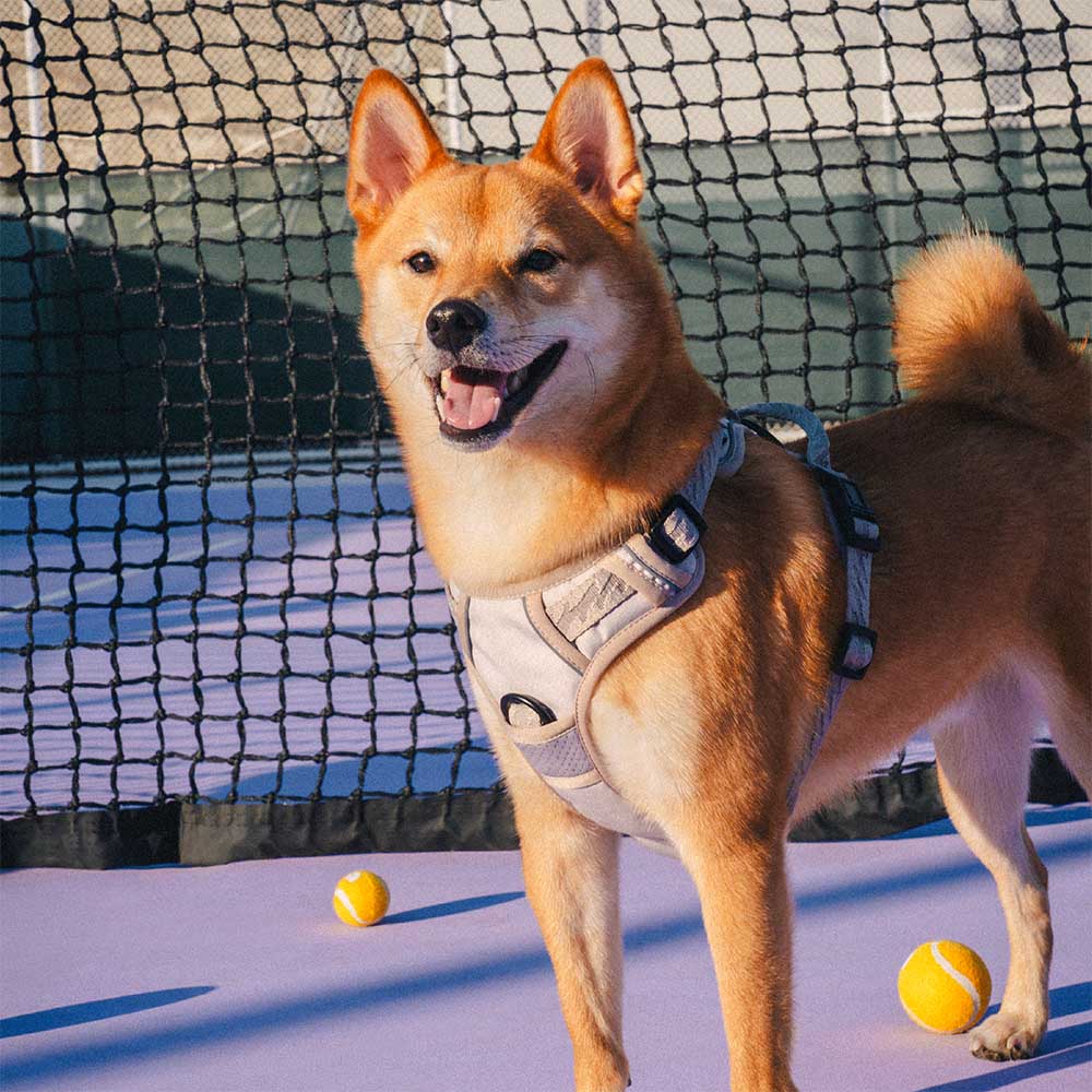 Harnais Léger Réfléchissant 3M pour Chien | Réglable 4 Points, Poignée, Respirant, du Chiot au Grand Chien