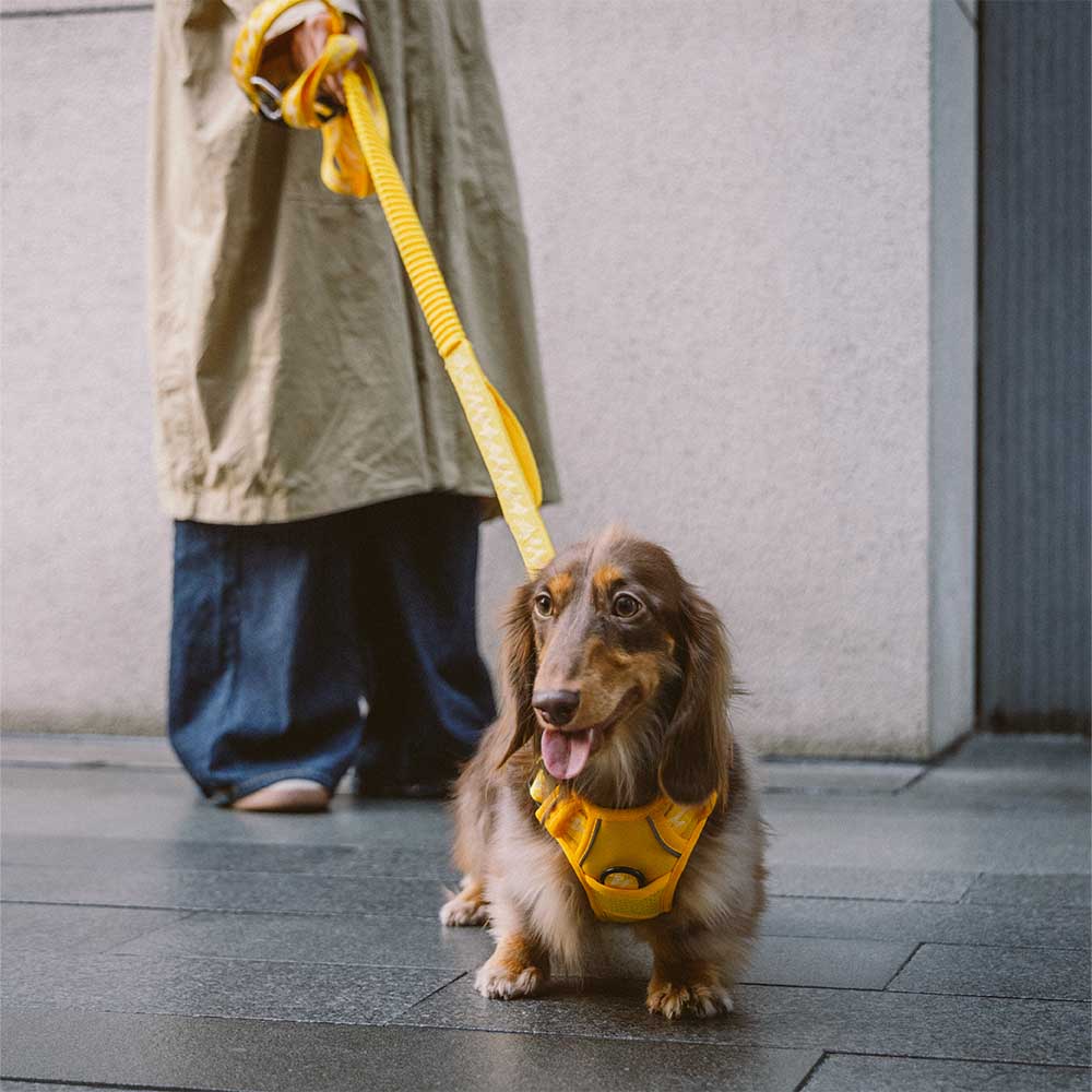 Harnais Léger Réfléchissant 3M pour Chien | Réglable 4 Points, Poignée, Respirant, du Chiot au Grand Chien
