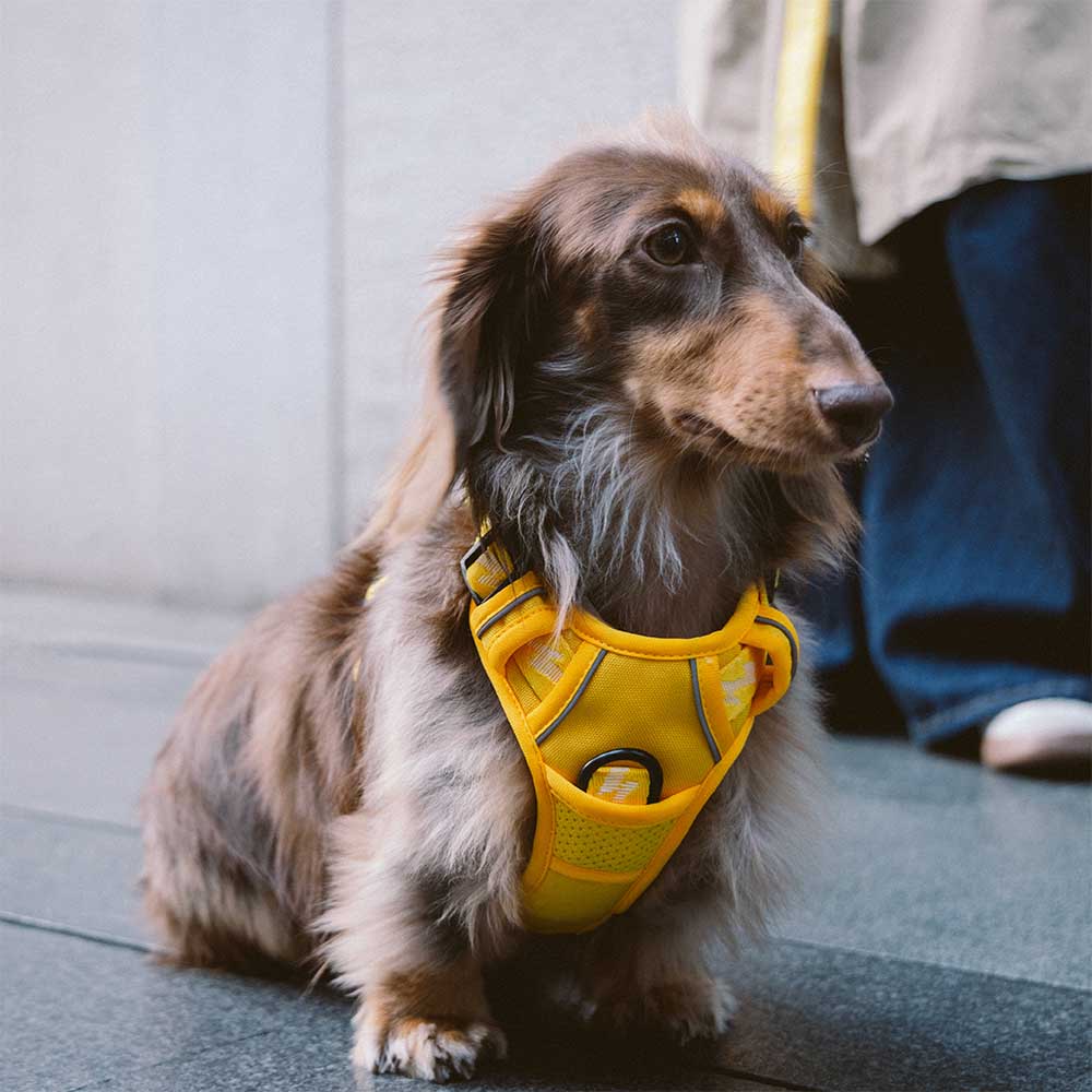 Harnais Léger Réfléchissant 3M pour Chien | Réglable 4 Points, Poignée, Respirant, du Chiot au Grand Chien