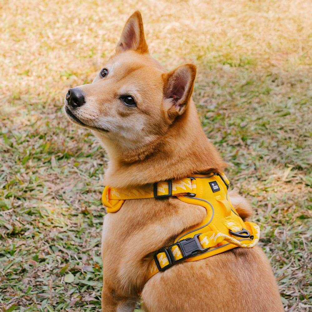 Harnais Léger Réfléchissant 3M pour Chien | Réglable 4 Points, Poignée, Respirant, du Chiot au Grand Chien