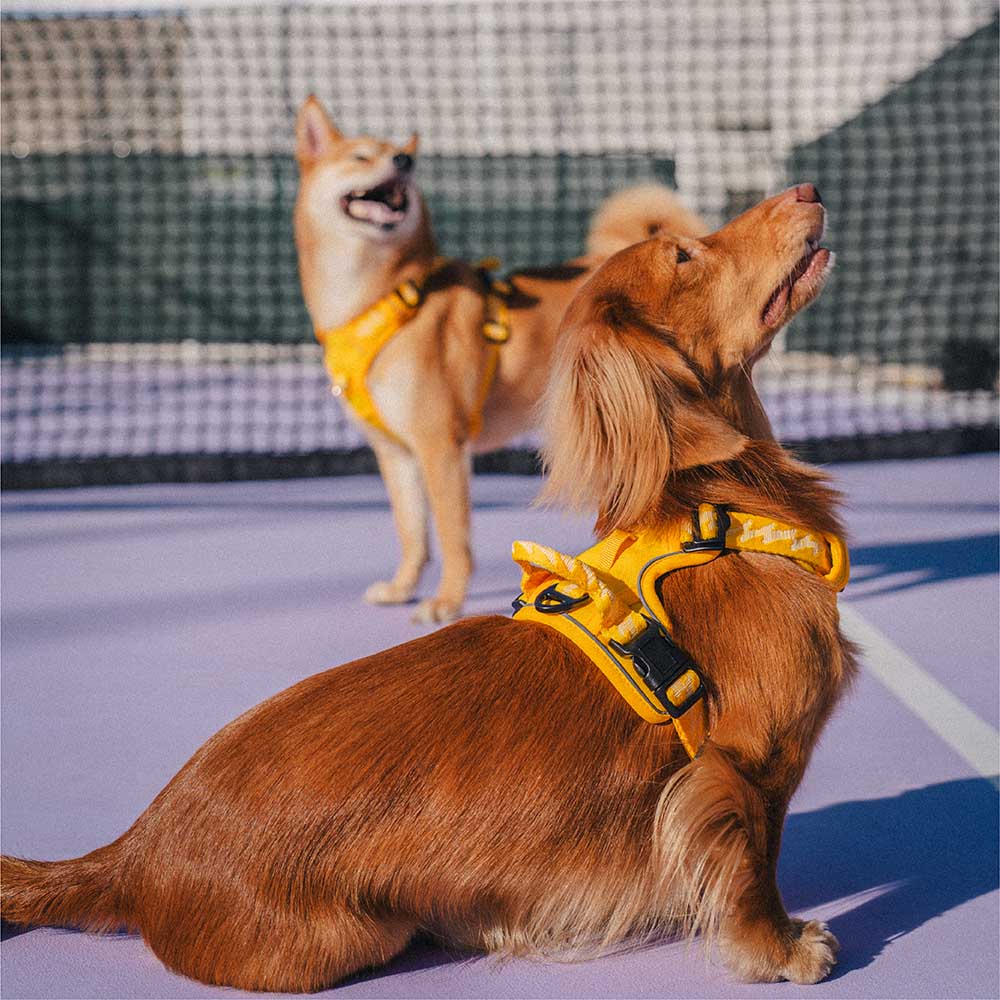 Harnais Léger Réfléchissant 3M pour Chien | Réglable 4 Points, Poignée, Respirant, du Chiot au Grand Chien