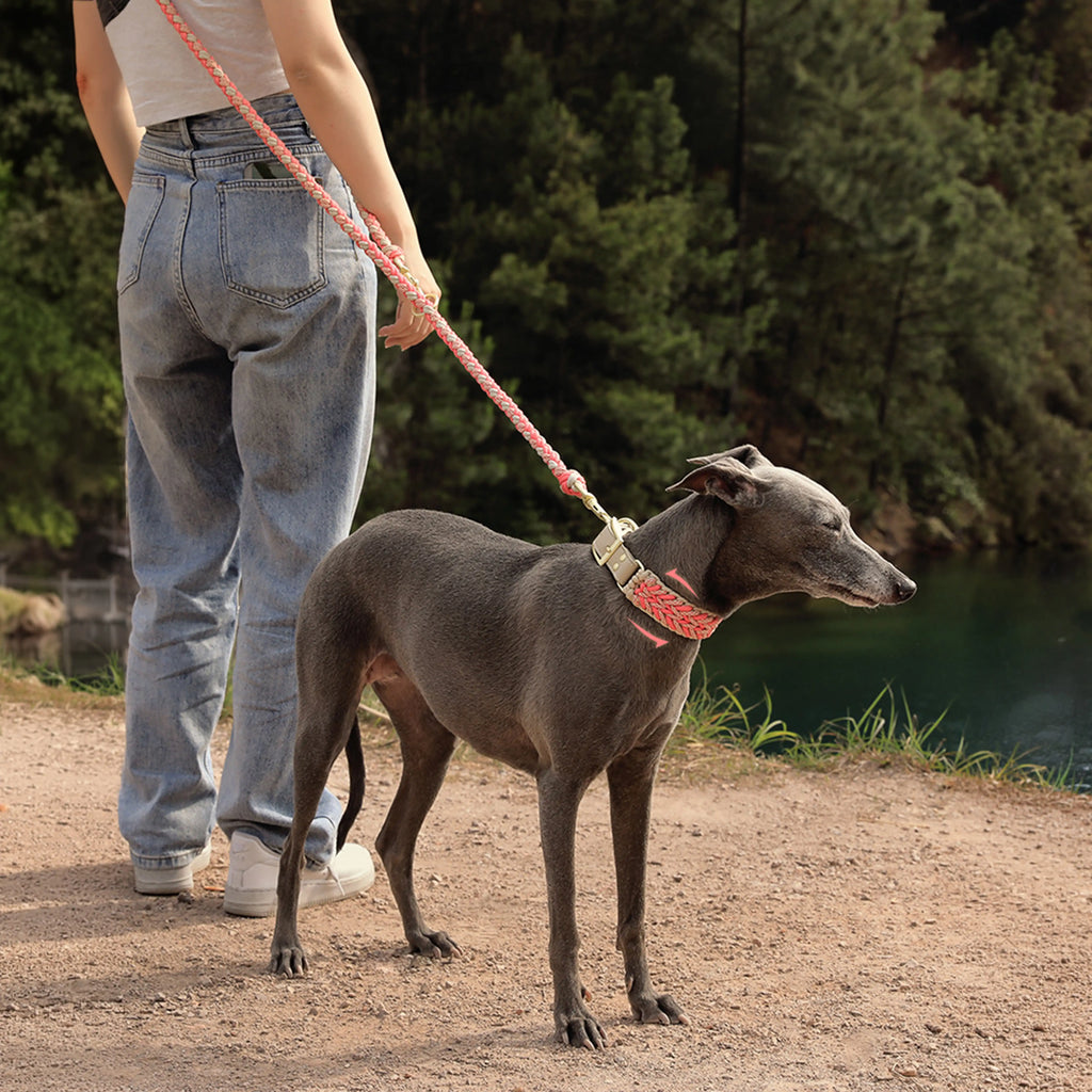 Laisse Nylon Tissée Main Renforcée | Chien Moyen & Grand, Poignée Confort, Robuste, Balades Quotidiennes