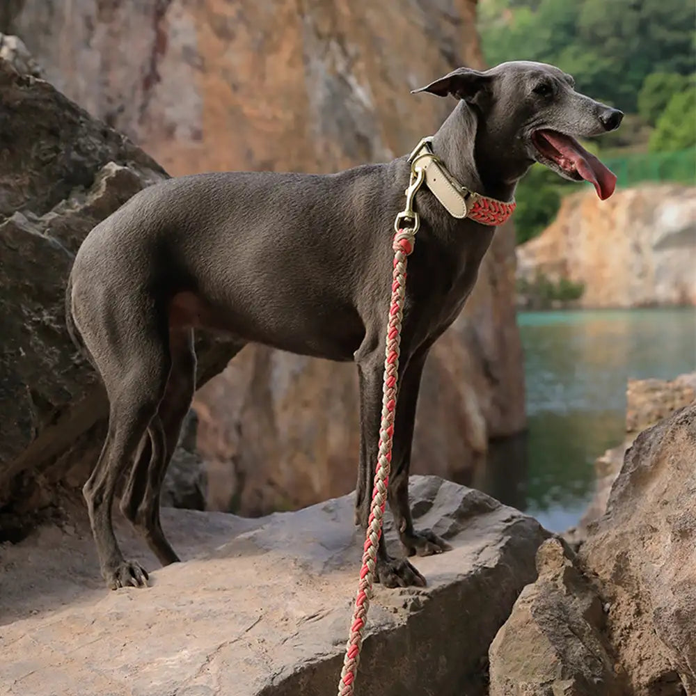 Laisse Nylon Tissée Main Renforcée | Chien Moyen & Grand, Poignée Confort, Robuste, Balades Quotidiennes