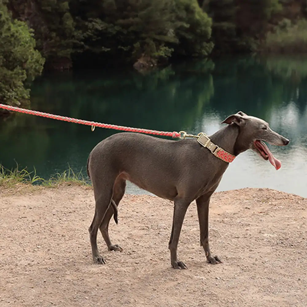 Laisse Nylon Tissée Main Renforcée | Chien Moyen & Grand, Poignée Confort, Robuste, Balades Quotidiennes
