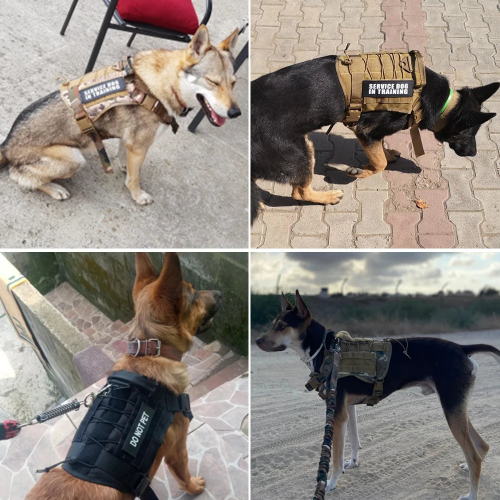 Kit Harnais Tactique Chien + Laisse & Collier | Nylon 1000D, MOLLE, Poignée, Éducation, Marche & Chasse