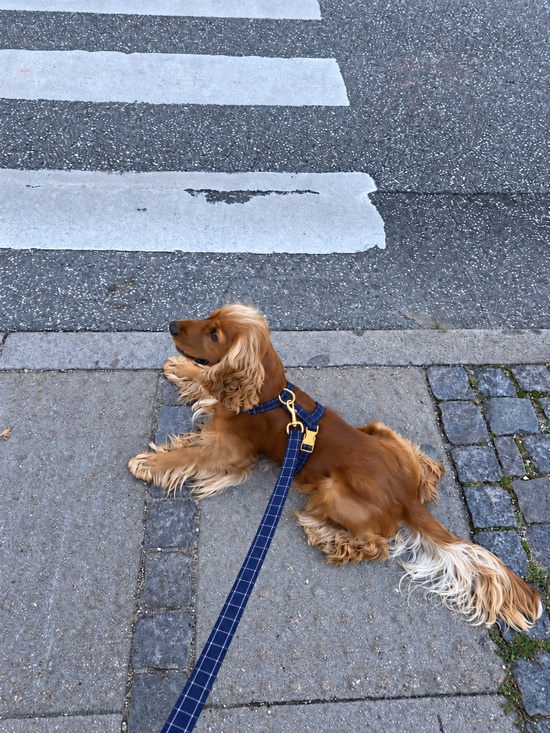 Harnais pour Chien Soho Carreaux Bleu Marine | Confort Sans Tension sur le Cou, Réglable XS à XL