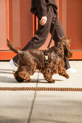 Laisse pour Chien Velvet Chocolat | 1,50 m, Assortie Collier & Harnais