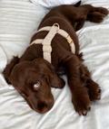 Harnais pour Chien Teddy Crème | Confort Sans Tension sur le Cou, Réglable XS à XL