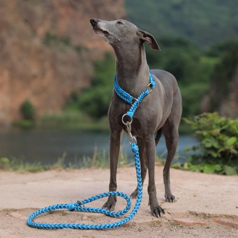 Collier Phosphorescent Tressé Main Grand Chien | Anti-Traction, Visible la Nuit, Nylon Renforcé, S à 2XL