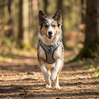 harnais pour chien avec structure matelassee et ajustements multiples