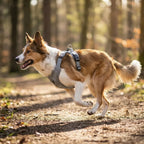 harnais pour chien avec points d’attache securises et serrages lateraux