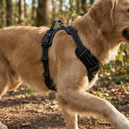 harnais pour chien avec zones matelassees et sangles stabilisatrices