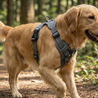 harnais pour chien en sangle resistante avec boucle a clips