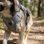 harnais pour chien au design leger avec systeme d’attache frontal et dorsal