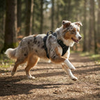 harnais pour chien avec armature souple, points d’attache et ajustements multiples