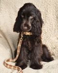 Collier pour Chien Brixton Tartan Beige & Caramel | Réglable XS à XL, Assorti Laisse & Harnais