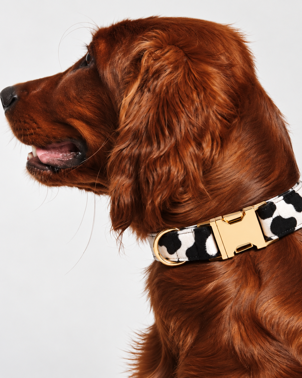 Collier pour Chien Moo Vache Noir & Blanc | Réglable XS à XL, Assorti Laisse & Harnais