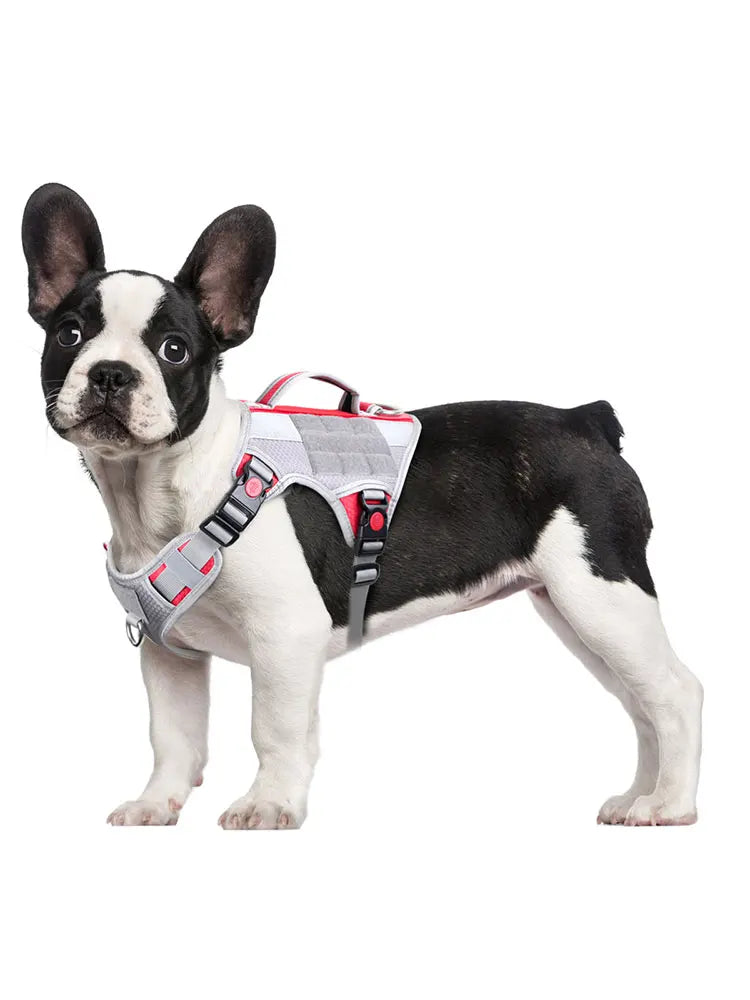 Harnais Éducation Personnalisable Chien | Badge Velcro, Anti-Traction, Respirant & Réfléchissant, Chiot au Grand Chien
