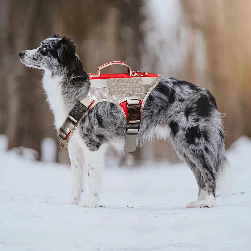 Harnais Éducation Personnalisable Chien | Badge Velcro, Anti-Traction, Respirant & Réfléchissant, Chiot au Grand Chien