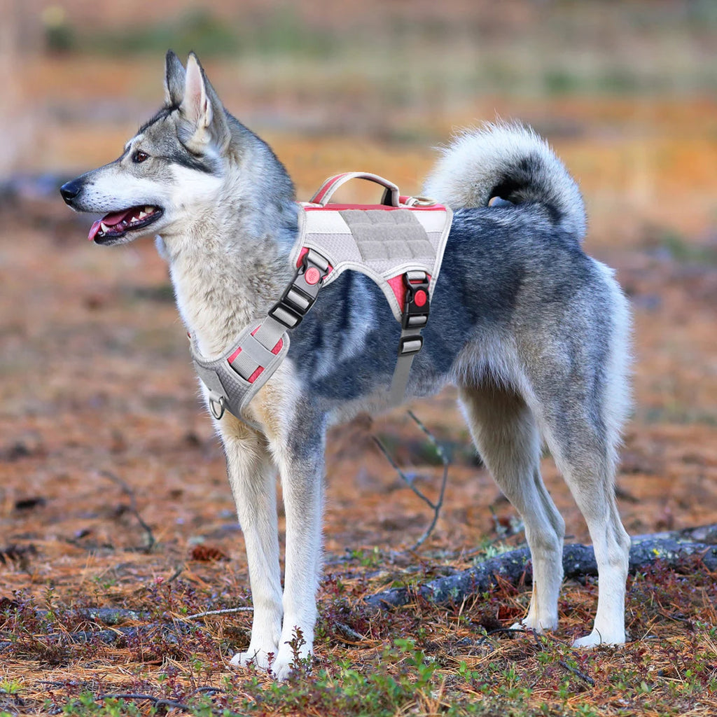 Harnais Éducation Personnalisable Chien | Badge Velcro, Anti-Traction, Respirant & Réfléchissant, Chiot au Grand Chien