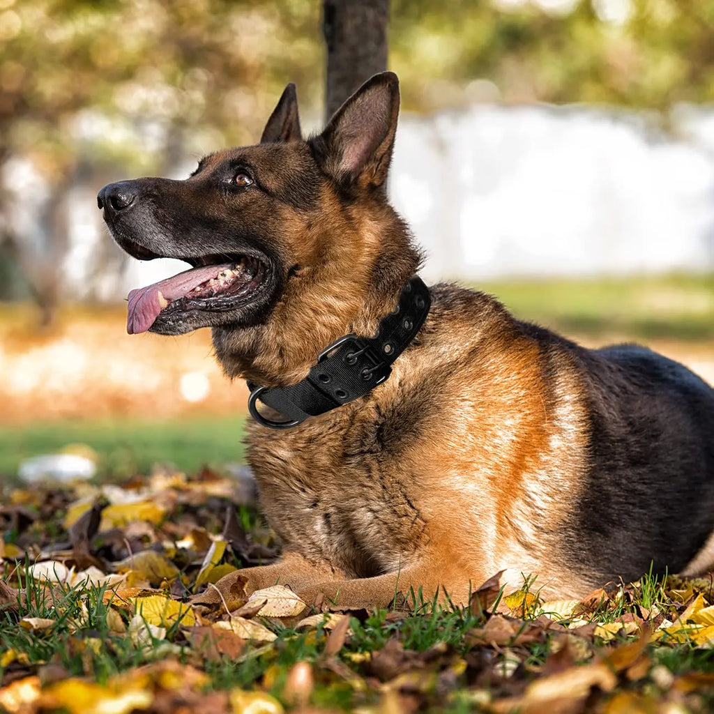 Kit Harnais Tactique Chien + Laisse & Collier | Nylon 1000D, MOLLE, Poignée, Éducation, Marche & Chasse