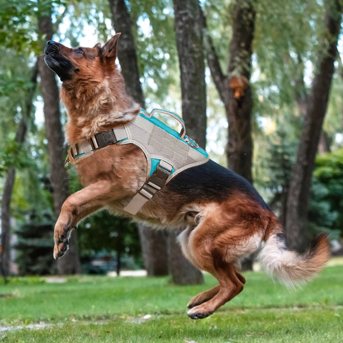Harnais Éducation Personnalisable Chien | Badge Velcro, Anti-Traction, Respirant & Réfléchissant, Chiot au Grand Chien