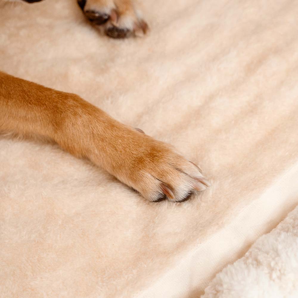Cabane Orthopédique Rayée pour Chien | Structure Alvéolaire, Lavable, Antidérapant, Cocon Sécurisant