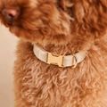 Collier pour Chien Velvet Crème | Réglable XS à XL, Assorti Laisse & Harnais