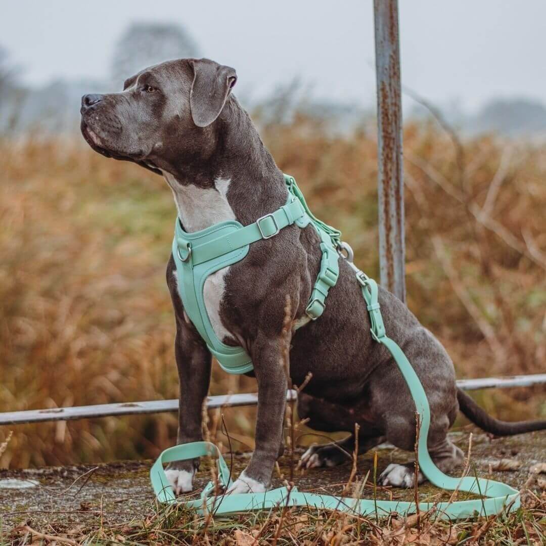 Harnais Imperméable Gummy pour Chien | Antibactérien, Anti-Traction, Plage & Baignade, Nettoyage Facile