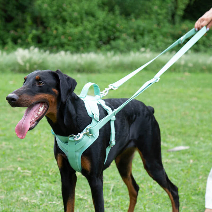 Laisse Imperméable Gummy pour Chien | Plage, Pluie & Baignade, Nettoyage Facile, Couleurs Été