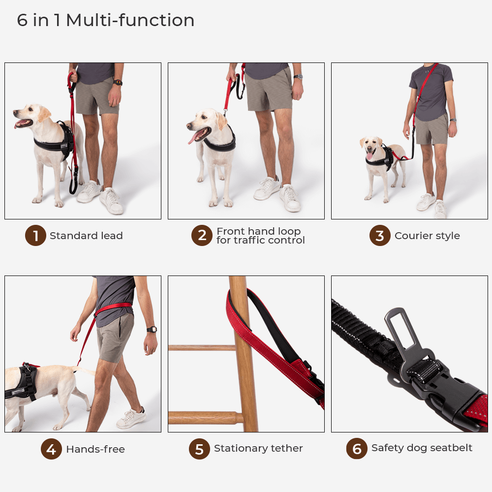 Laisse Multifonction 6-en-1 Mains Libres | Ceinture Sécurité Voiture, Amortisseur, Réfléchissante, Course & Rando