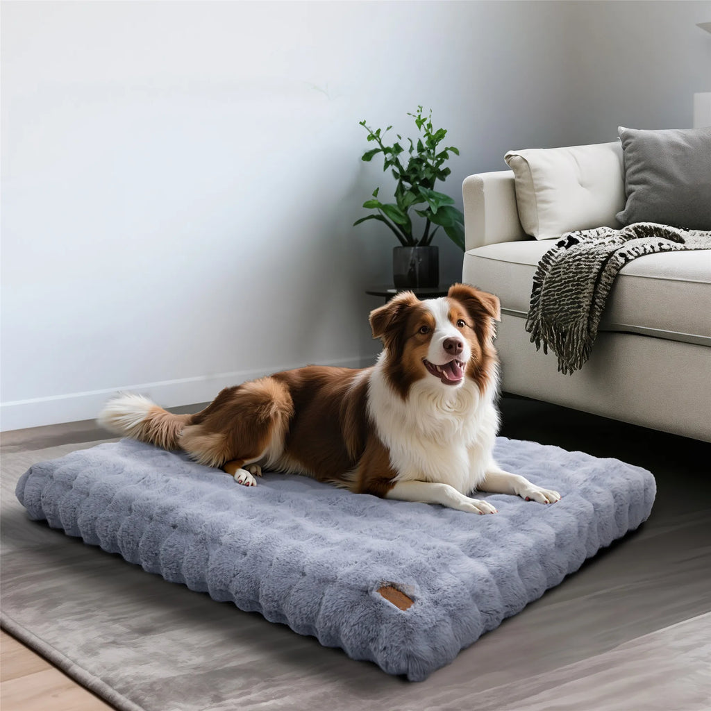 lit chien chaleur confortable
